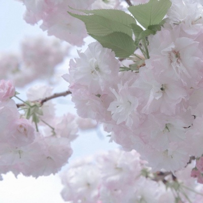 Furry兽圈创作趋势福瑞群